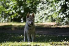 Delphi from Bandit´s World am 30.05.2011