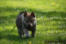 Djumana from Bandit´s World am 02.05.2011