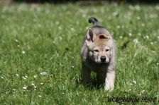 Djumana from Bandit´s World am 13.05.2011