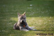 Djumana from Bandit´s World am 13.05.2011