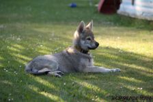 Djumana from Bandit´s World am 22.05.2011