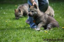 Djumana from Bandit´s World am 29.04.2011