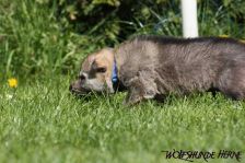Dunbar from Bandit´s World am 15.04.2011