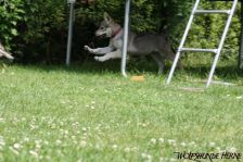 Dynamite from Bandit´s World am 14.06.2011