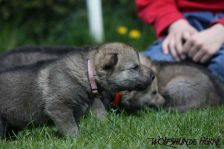 Dynamite from Bandit´s World am 15.04.2011