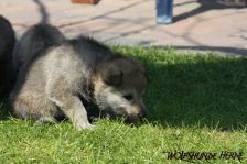 Dynamite from Bandit´s World am 19.04.2011