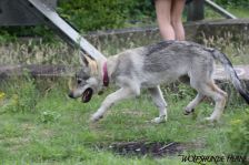 Dynamite from Bandit´s World am 23.06.2011