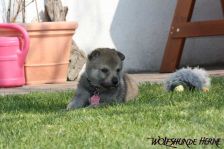 Dynamite from Bandit´s World am 24.04.2011