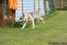 Dynamite from Bandit´s World am 24.06.2011