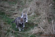 Welpen E-Wurf am 10.01.2013