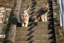 Welpen E-Wurf am 12.01.2013