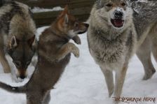 Welpen E-Wurf am 16.01.2013