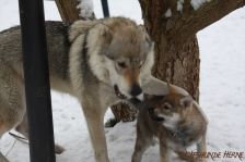 Welpen E-Wurf am 16.01.2013