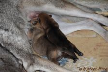 Welpen E-Wurf am 26.11.2012