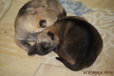 Welpen E-Wurf am 27.11.2012