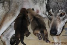 Welpen E-Wurf am 28.11.2012