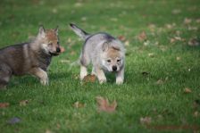 Welpen E-Wurf am 29.12.2012