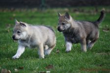 Welpen E-Wurf am 29.12.2012