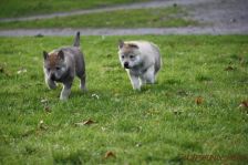 Welpen E-Wurf am 29.12.2012