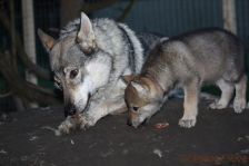 Welpen F-Wurf am 01.01.2014