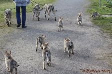 Welpen F-Wurf am 03.01.2014
