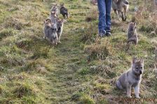Welpen F-Wurf am 03.01.2014