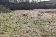 Welpen F-Wurf am 03.01.2014