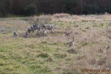 Welpen F-Wurf am 03.01.2014