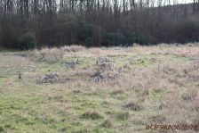 Welpen F-Wurf am 03.01.2014