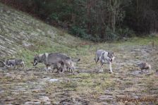 Welpen F-Wurf am 03.01.2014