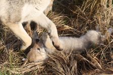 Welpen F-Wurf am 03.01.2014