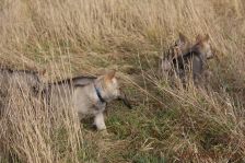 Welpen F-Wurf am 03.01.2014