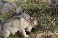 Welpen F-Wurf am 03.01.2014