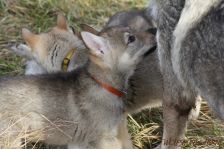 Welpen F-Wurf am 03.01.2014