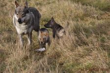 Welpen F-Wurf am 03.01.2014