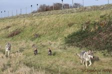 Welpen F-Wurf am 03.01.2014
