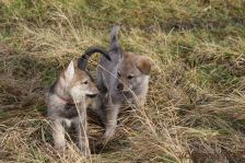 Welpen F-Wurf am 03.01.2014