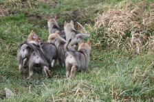 Welpen F-Wurf am 03.01.2014