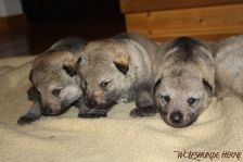 Welpen F-Wurf am 04.12.2013