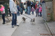 Welpen F-Wurf am 05.01.2014