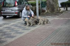Welpen F-Wurf am 06.01.2014