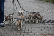 Welpen F-Wurf am 06.01.2014