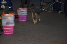 Welpen F-Wurf am 08.01.2014