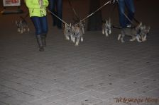 Welpen F-Wurf am 08.01.2014