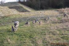 Welpen F-Wurf am 10.01.2014