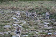 Welpen F-Wurf am 10.01.2014