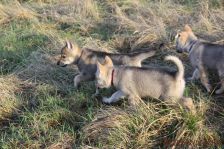 Welpen F-Wurf am 10.01.2014