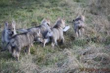 Welpen F-Wurf am 10.01.2014