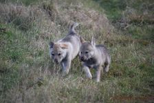 Welpen F-Wurf am 10.01.2014