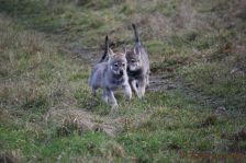 Welpen F-Wurf am 10.01.2014